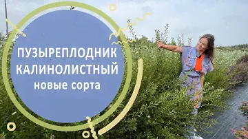 Пузыреплодник калинолистный. Обзор новых сортов пузыреплодника в питомнике растений «Лесково»