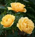 Роза Amber Queen (Амбер Куин)