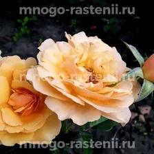 Саженцы Розы Амбер Куин (Rosa Amber Queen)